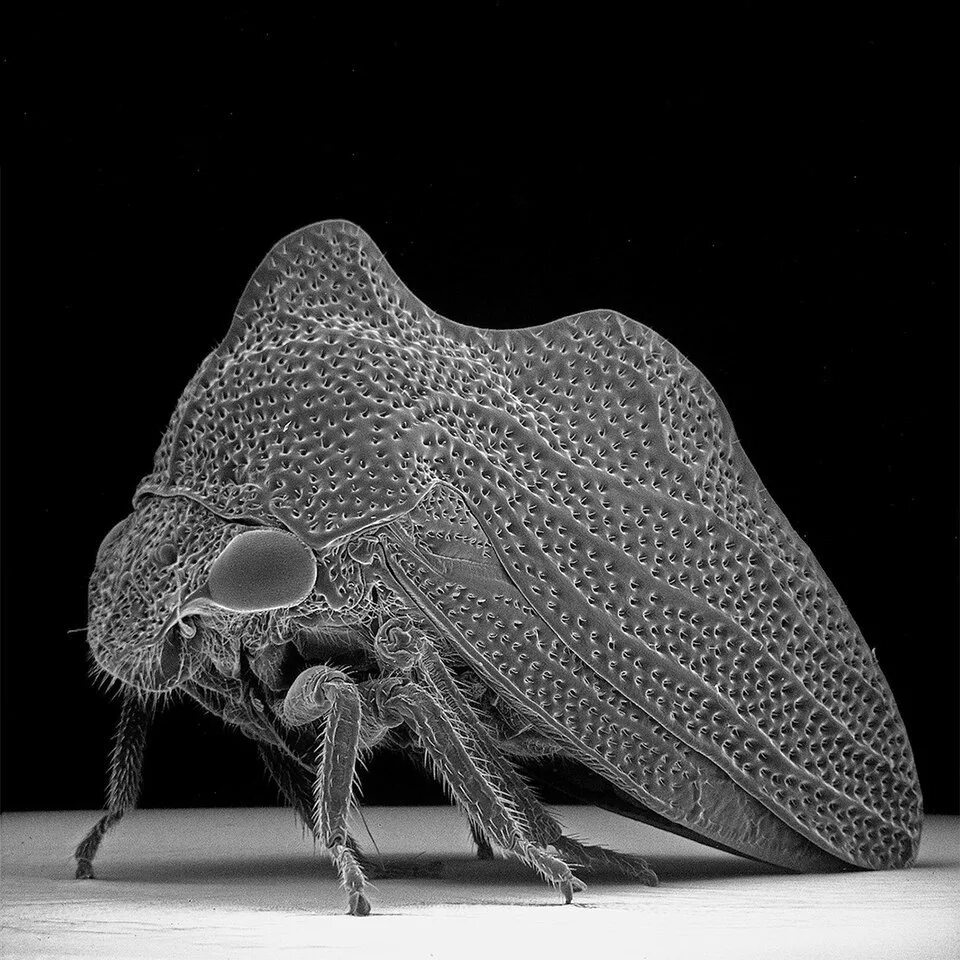 Вирусы бактерий бактериофаги. Бактерии под микроскопом. Баццилы бактерии под микроскоп. Как выглядит под названием. Как выглядит под названием.