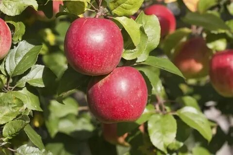 Яблоня коваленковское