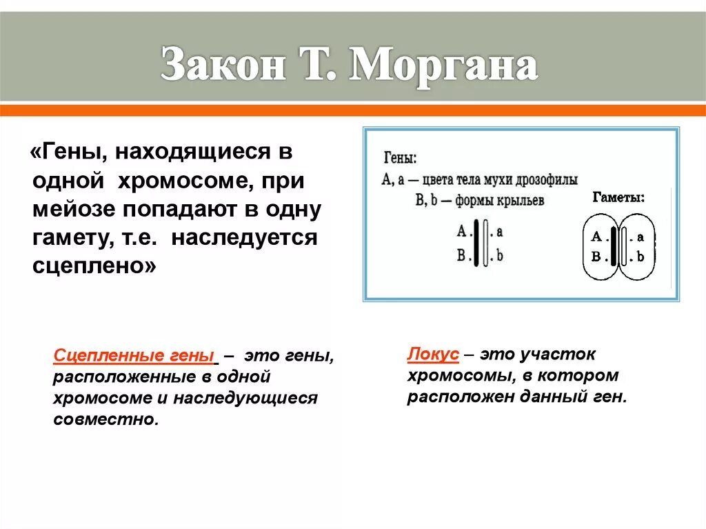 Закон т Моргана. 2 Закон Моргана кратко. Закон Моргана о сцепленном наследовании. Закон Томаса Моргана сцепленное.