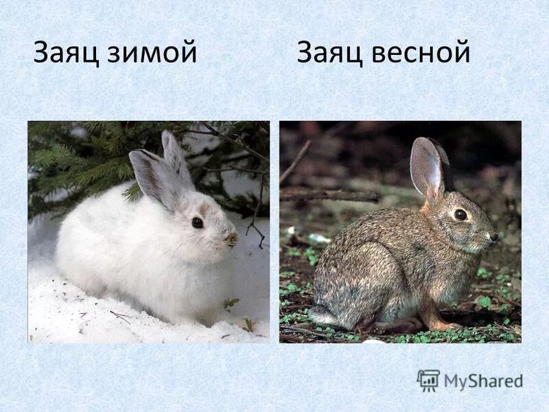 Заяц меняет шубку. Заяц зимой и летом. Заяц летом. Заяц весной. Изменение окраски зайца беляка