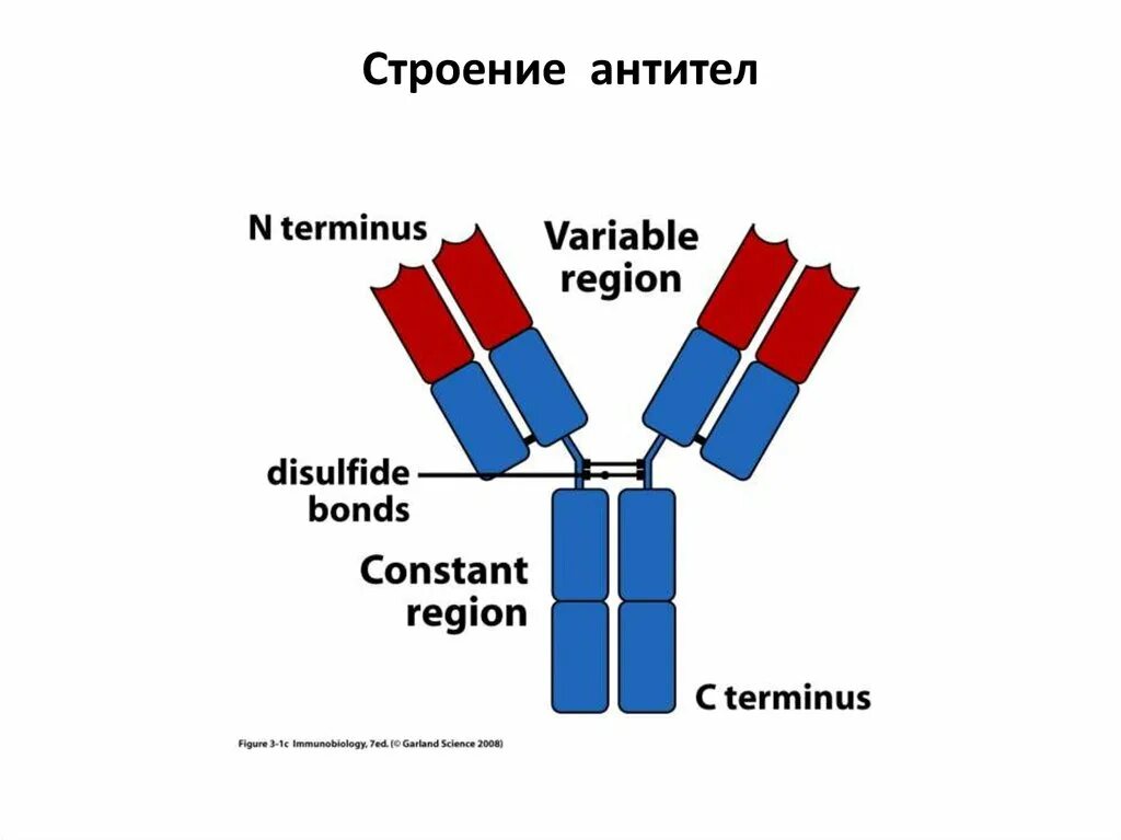 Компоненты антитела. Компоненты антитела