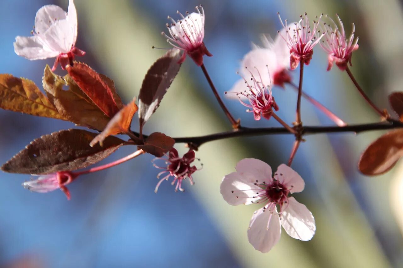 Соцветие вишни. Цветы вишни. Вишни в цвету. Ветка цветущей вишни. Blooming blossom