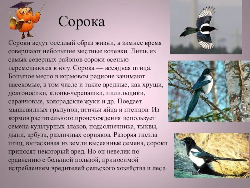 Сколько живут сороки. Описание сороки. Сорока описание птицы. Доклад про сороку. Сорока описание для детей.