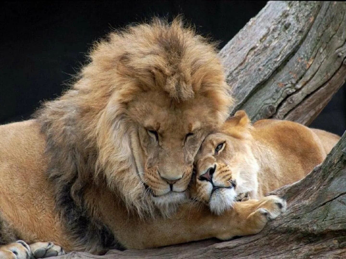 Pin by Neven Atelier on Animal Lion love, Animals beautiful, Big cats
