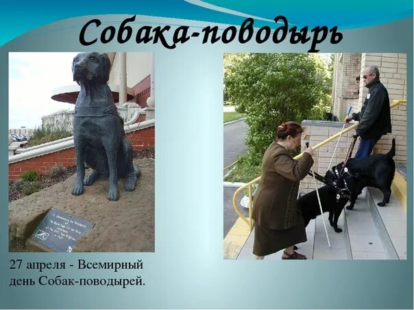 День собаки поводыря. 28 апреля международный день собак-поводырей. День собаки поводыря. День собаки поводыря. Международный день собак.