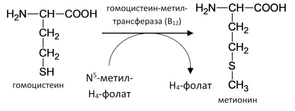 Синтез метионина из гомоцистеина. Регенерация метионина из гомоцистеина. Метионин и гомоцистеин биохимия. Процесс регенерации метионина через образование гомоцистеина..