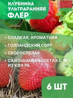 Флер клубника описание и отзывы
