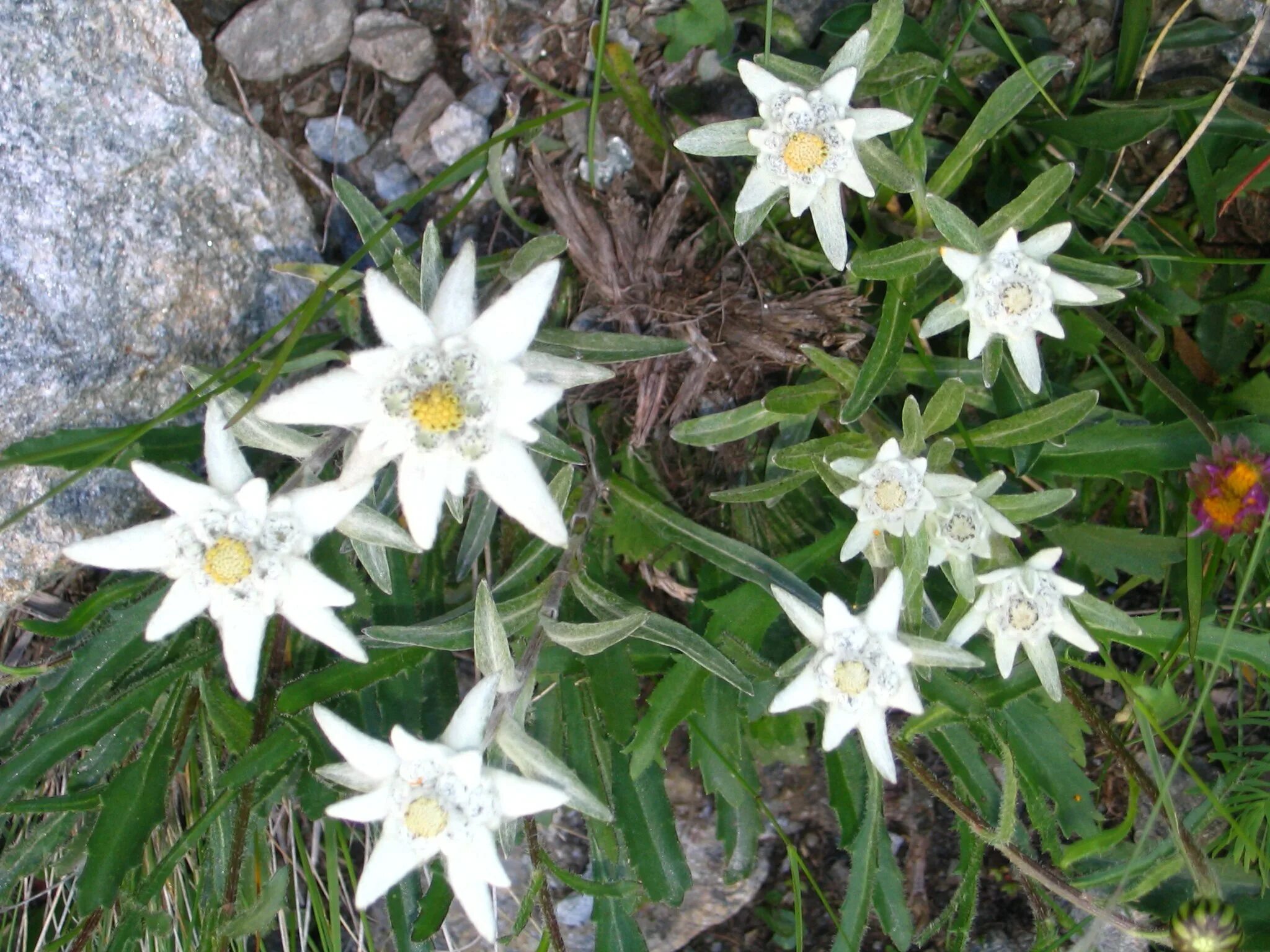 Какой тип питания характерен для эдельвейса. Эдельвейс Альпийский. Эдельвейс цветок. Горный цветок Эдельвейс. Эдельвейс Альпийский Занзи.