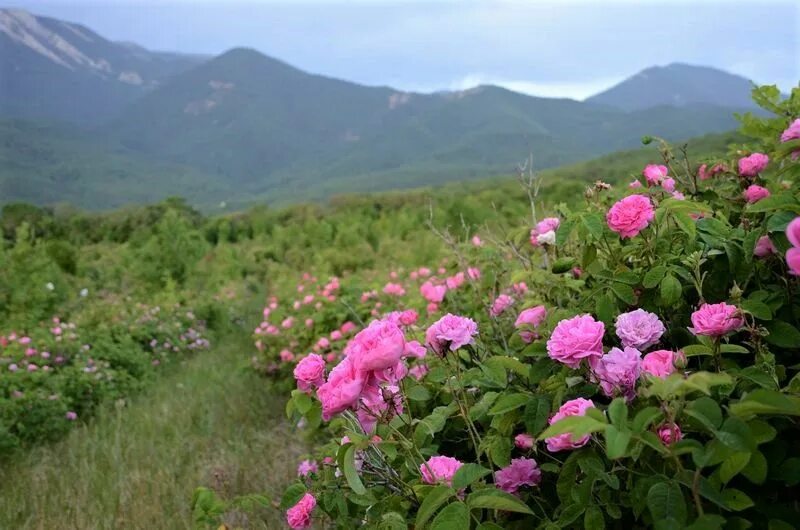 Розовое поле в крыму. Чатыр Даг плантации роз. Плантации роз в Крыму.