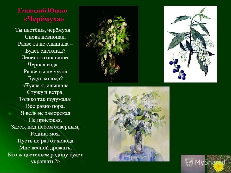 Эпитеты в стихотворении черемуха. Есенин с. Цветовые эпитеты в стихах. Иллюстрации сергея александровича евсения черемуха. Выразительные слова эпитеты к стихотворению черемуха.