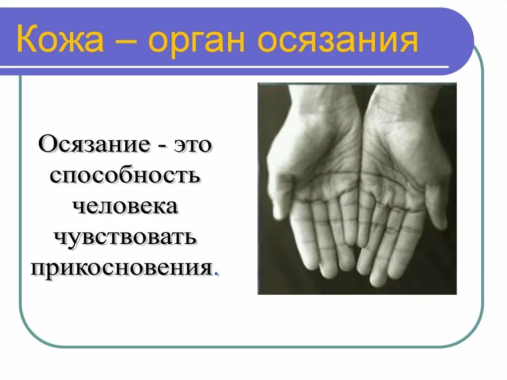 Что является органом осязания. Осязание это способность человека чувствовать. что такое осязание у человека. орган осязания. орган осязания у человека это 3 класс.