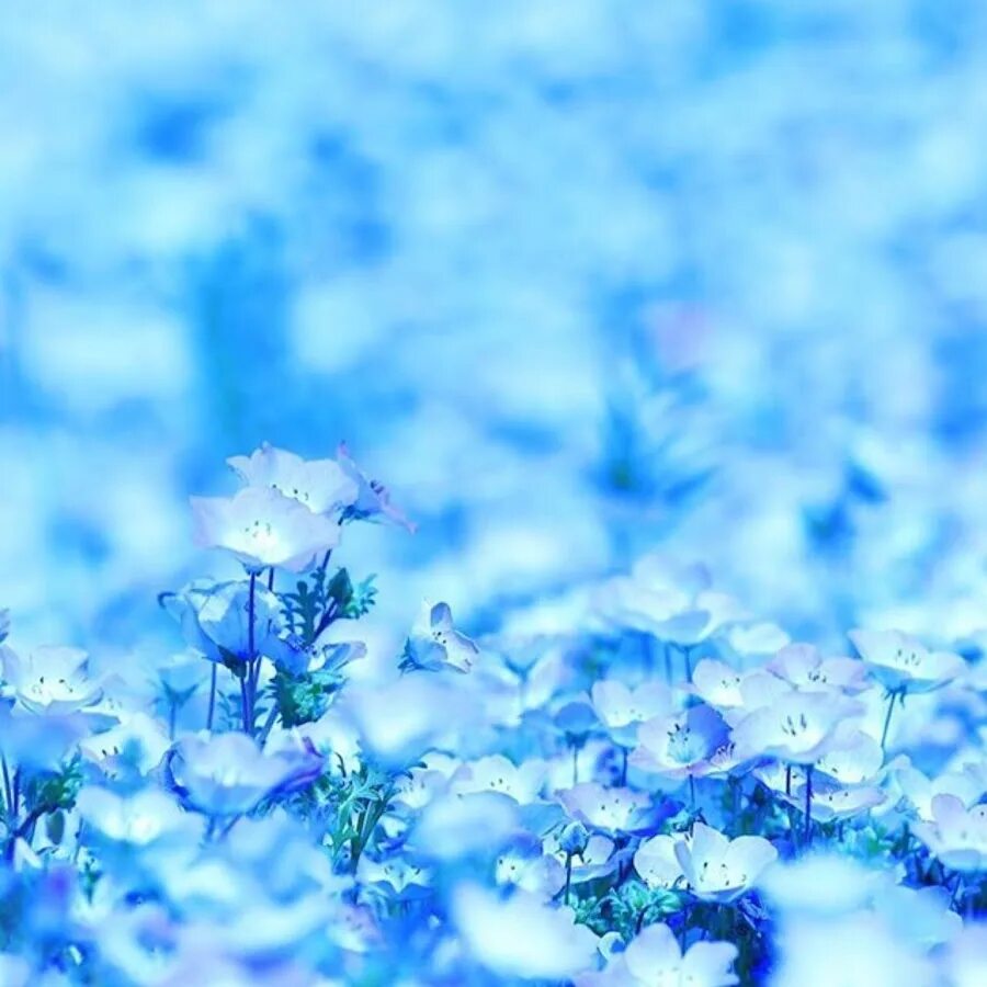 Выполнен в голубом цвете голубой. Голубые цветы. Небесно голубые цветы. Цветочек голубой. Голубой цвет.