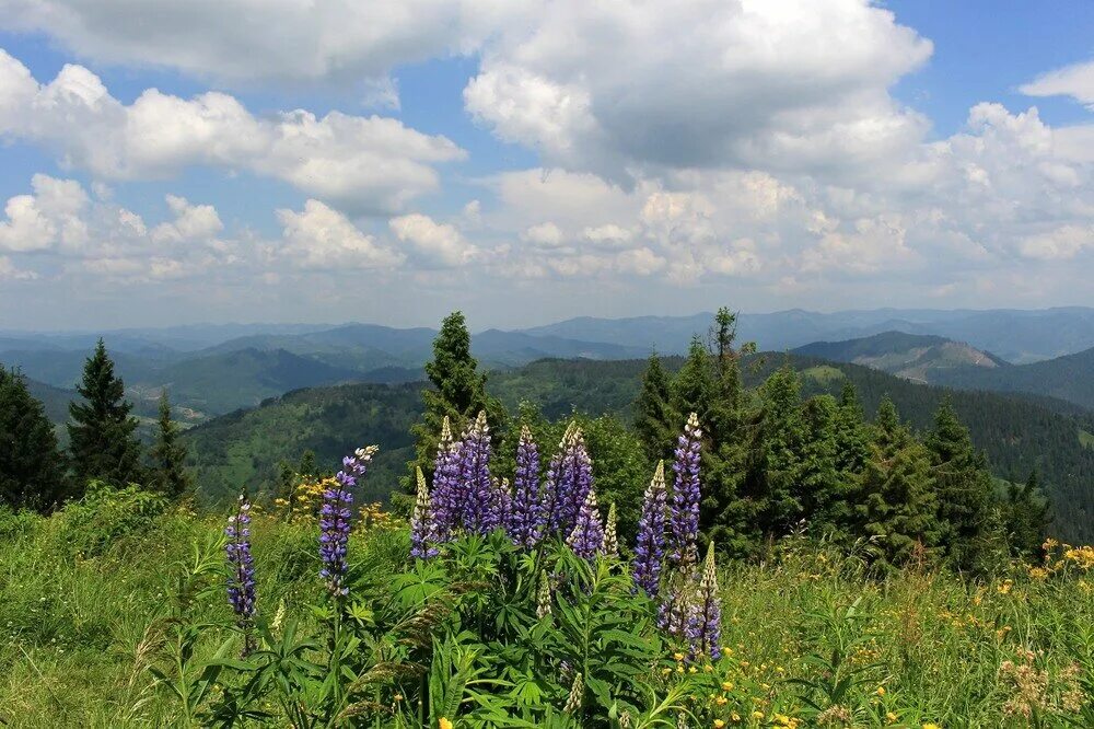 Природа румынии карпатские горы. Растения карпат. Яремча над облаками. Среднегорье карпаты. Дума о ковпаке набат.