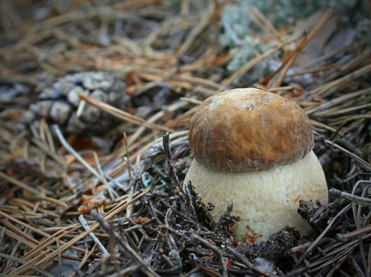 Белый гриб корень. Мицелий белого гриба. Мицелий белых грибов. Мицелий Боровика. Белые грибы которые растут в земле.