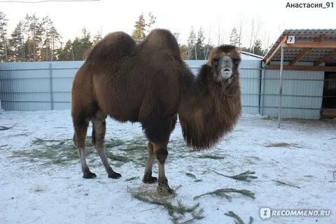 Зоопарк ялуторовский тракт