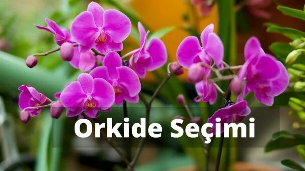 Орхидея! Уценка! 8 штук одним Лотом, в наличии. Цена: 1 000 ₽ во Владивостоке