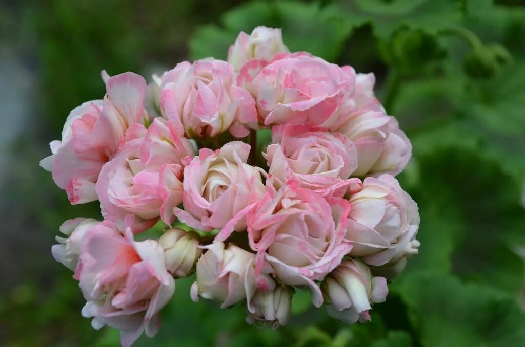 Герань сортовая купить. Пеларгония Fischers Appleblossom. Пеларгония Appleblossom Rosebud. Пеларгония Fisher. Fisher Appleblossom Rosebud пеларгония.