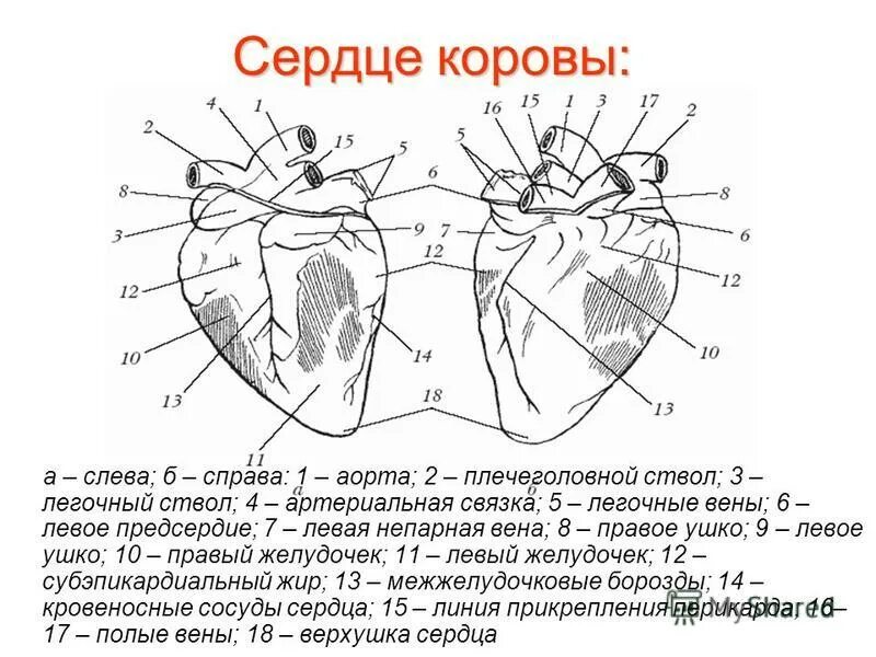 Строение сердца КРС анатомия. Строение сердца крупного рогатого скота. Строение сердца животных схема. Строение сердца коровы. Сердце птиц состоит из камер