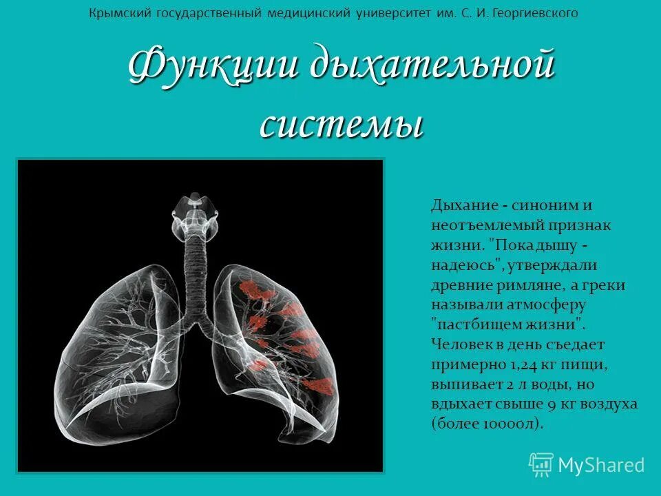 Каковы функции дыхания. Функции дыхательной системы. Легкие человека функции. Функции дыхательной системы для презентации. Дыхательная функция легких.