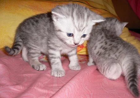 Котята вислоухие шотландские пензе