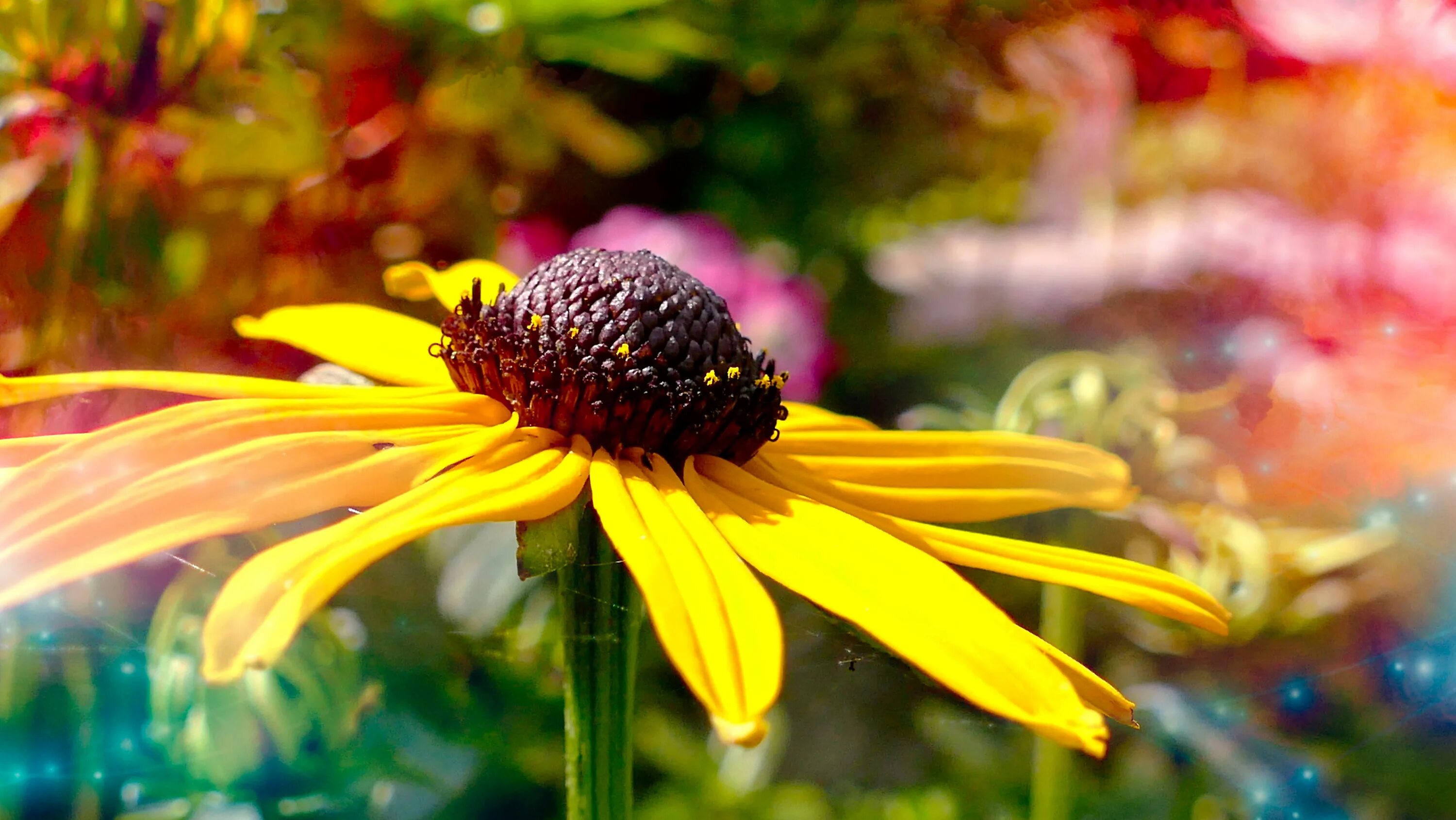 Яркие солнечные цветы. Красивые цветы желто коричневые. Цветы рудбекии на фоне природы. Яркие солнечные цветы фото.