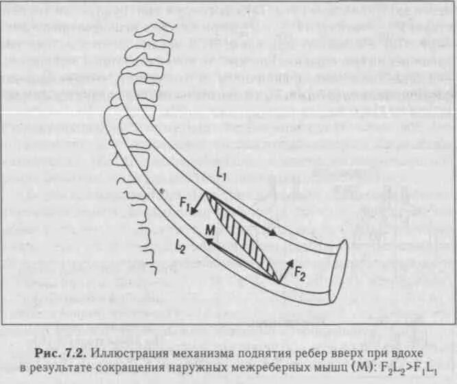 Наружные межреберные мышцы. Внутренние межреберные мышцы. Механизм поднятия ребер. Правило рычага при сокращении межреберных мышц.