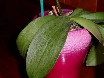 У орхидеи сморщились листья что делать