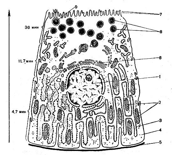 Ультраструктура секреторной клетки. Ультраструктура железистой клетки гистология. Строение железистой эпителиальной клетки секретирующей белок. Схема секреторной клетки. Секреторные б клетки