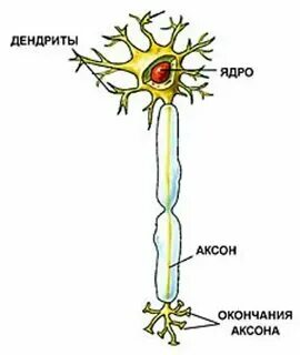 Дендриты в каких клетках. Дендриты в каких клетках