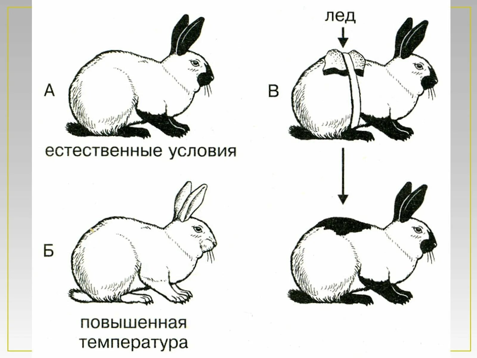 Гималайский кролик модификационная изменчивость. Изменение окраски гималайского кролика. Гималайский кролик опыт. Горностаевый кролик изменчивость.