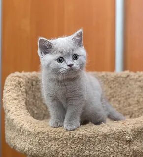 Коты челны