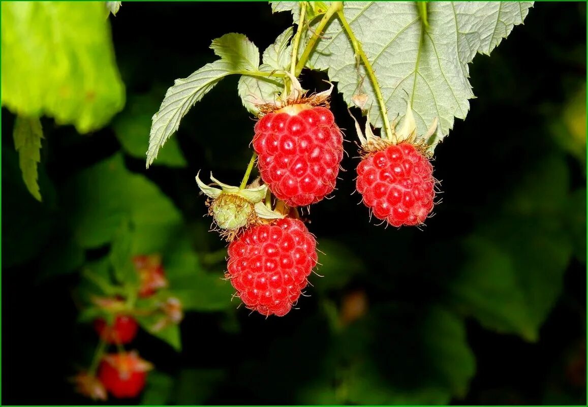 Малина обыкновенная (rubus idaeus). Малина из полимерной глины. Малинка фото. Братья малинка. Малина в саду.