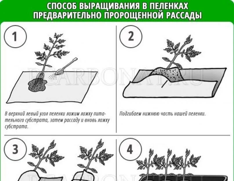 Высадка рассады томатов схема. Способы выращивания рассады. Пикирование рассады в пеленки. Способы посадки семян. Способы высадки