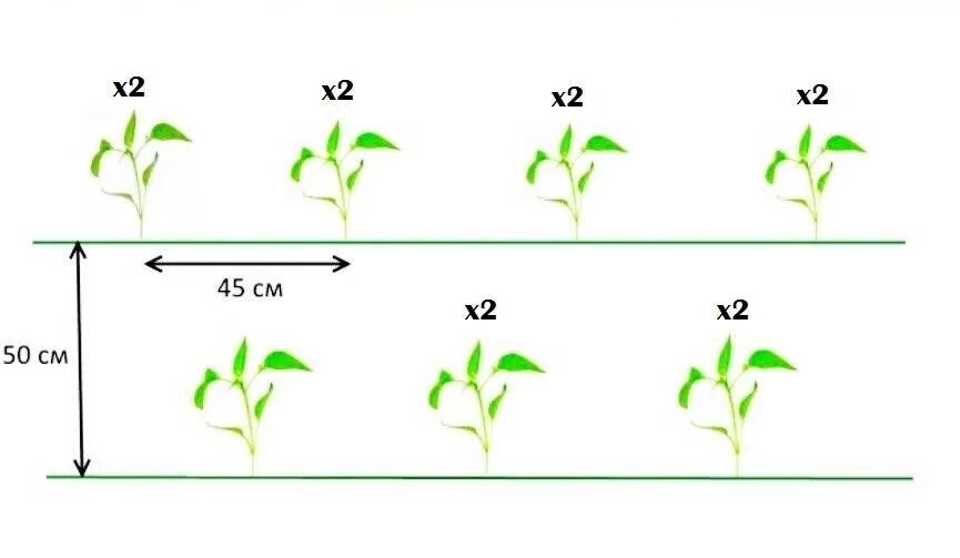 Посадка перца в марте 2024 г. Схема посадки перца. Схема посадки перцев в теплице. Дата посадки перца на рассаду. Схема посадки перца по Митлайдеру.
