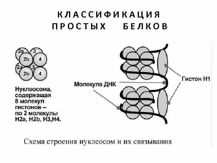 Какой цифрой на рисунке обозначена молекула днк
