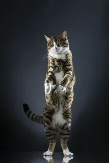 Cat stand
