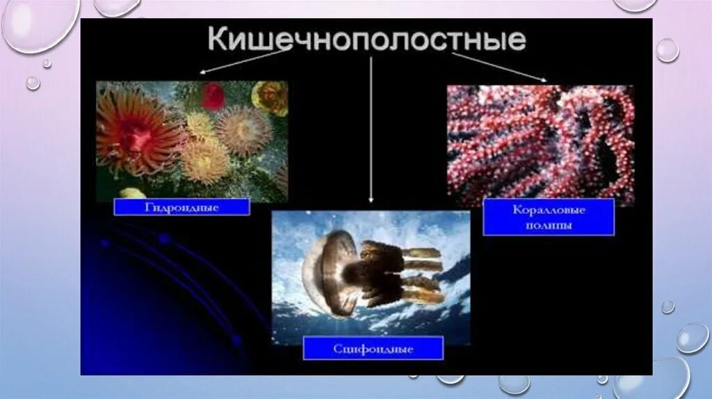 Какие представители кишечнополостных. Кишечнополостные животные. кишечнополостные это. представители паразитов кишечнополостных. представители кишечнополостных примеры.