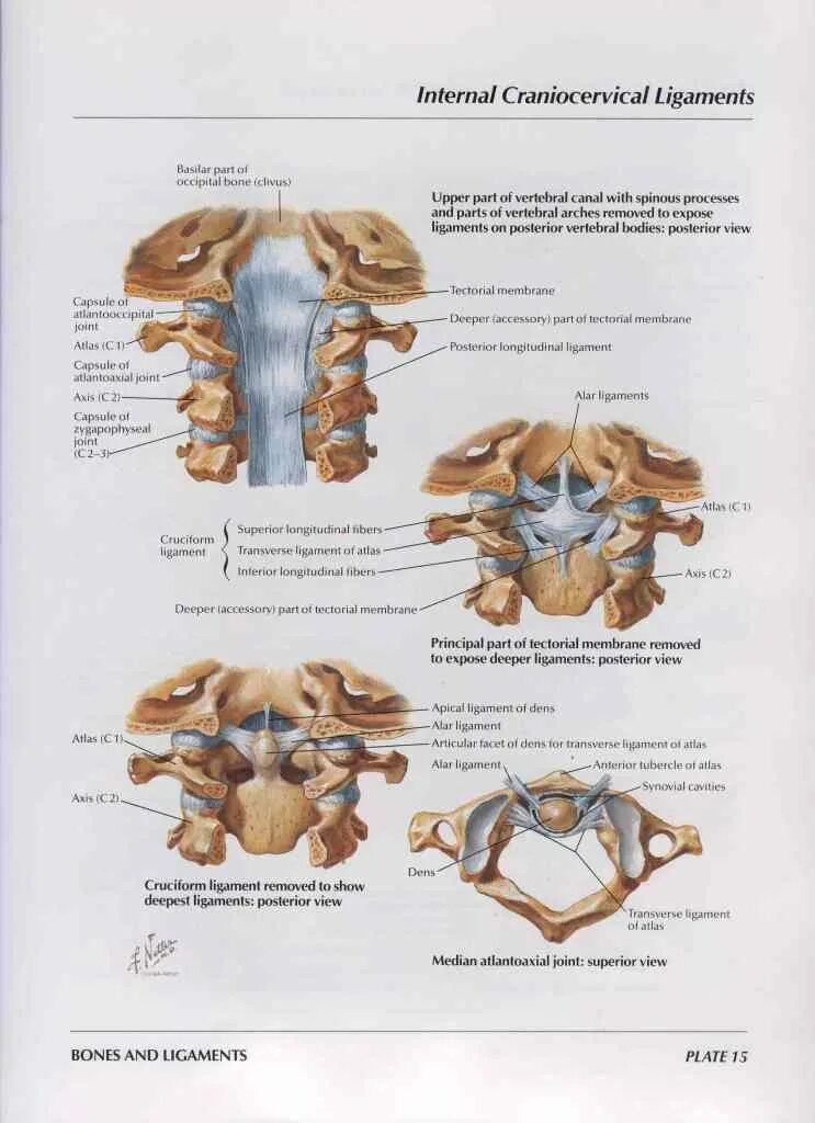 Atlas of human anatomy netter