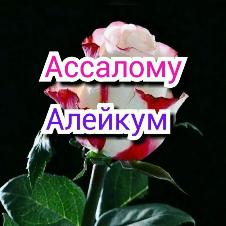 Салам алейкум баракату. Открытки Салам алейкум. Ассаламу алейкум надпись. Пожелания Салам алейкум. Картина Ассаламалейкум.