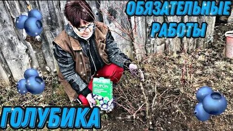 Голубика садовая подкормка осенью
