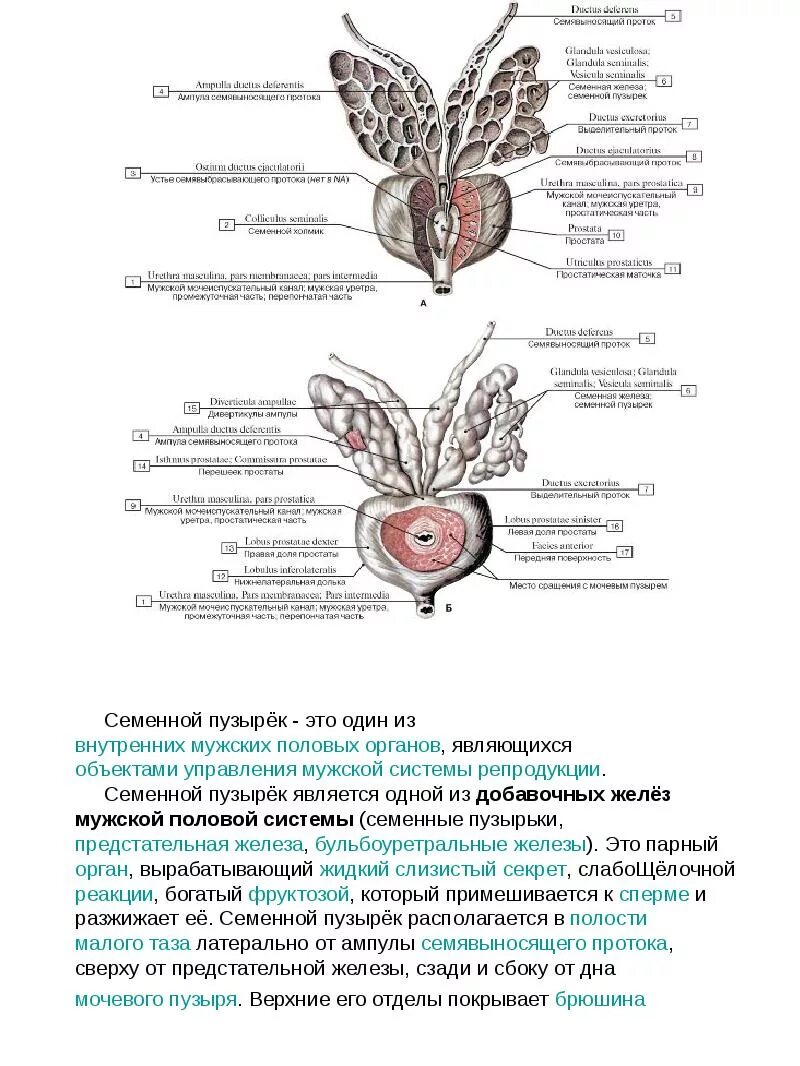 Анатомия простаты и семенных пузырьков. Семенной бугорок и семенные пузырьки. Предстательная железа и семенные пузырьки строение. Семенные пузырьки и бульбоуретральные железы. Железа женские органы