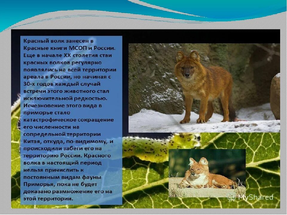 Волк занесен в красную книгу. Красный волк из красной книги. Рассказ о животных красной книги. Лесные звери из красной книги. Серый волк занесен в красную книгу.