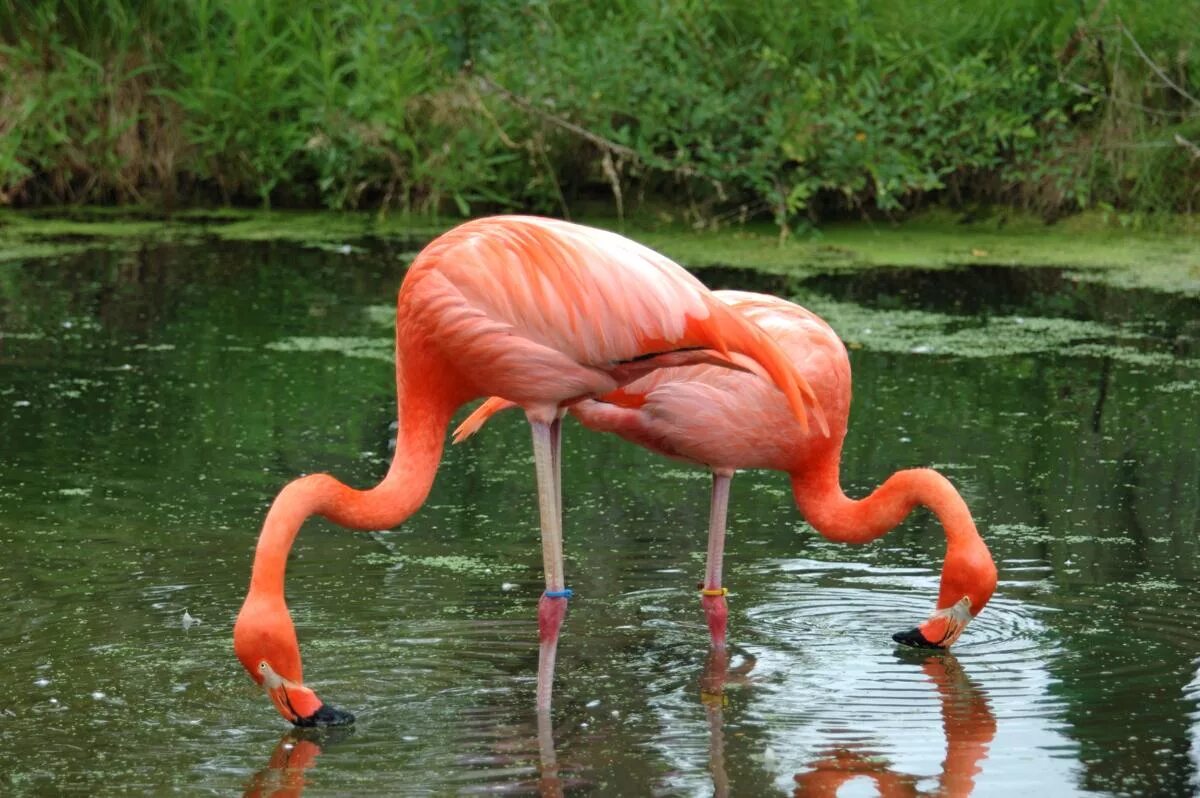 Фламинго краснодарский край