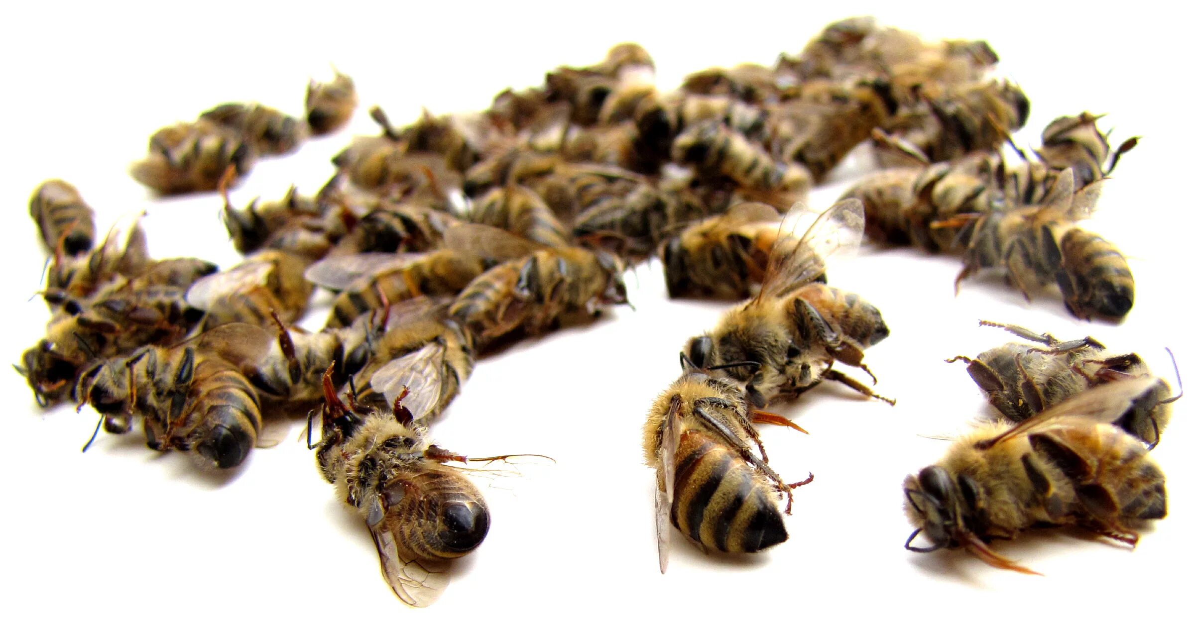 Пчелы гибнут. Пчелиный подмор. Пчелиный подмор препараты. Мертвая пчела. Пчелиный подмор фото.