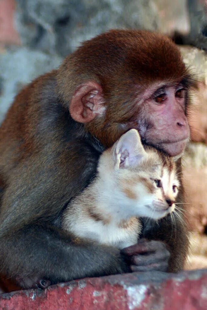 Коте обезьянка. Обезьянки обнимаются. Обезьяна обнимает. Обезьянка и кот. Красивая обезьяна.