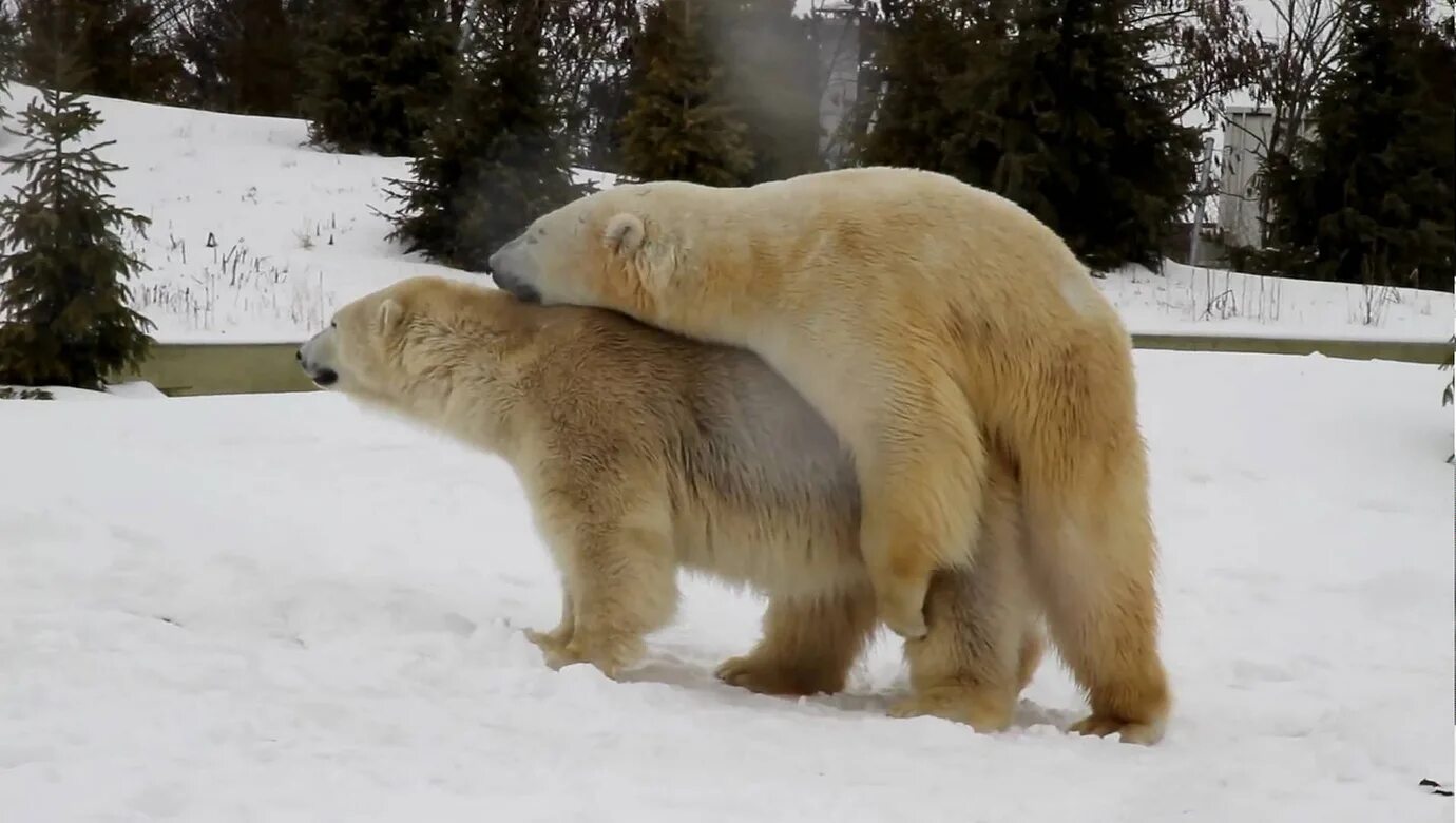 Бурый медведь спаривание. Polar Bear mating. Спаривание медведей. Медведи спариваются. Спаривание белое