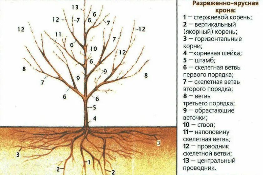 Как удалить корни вишни