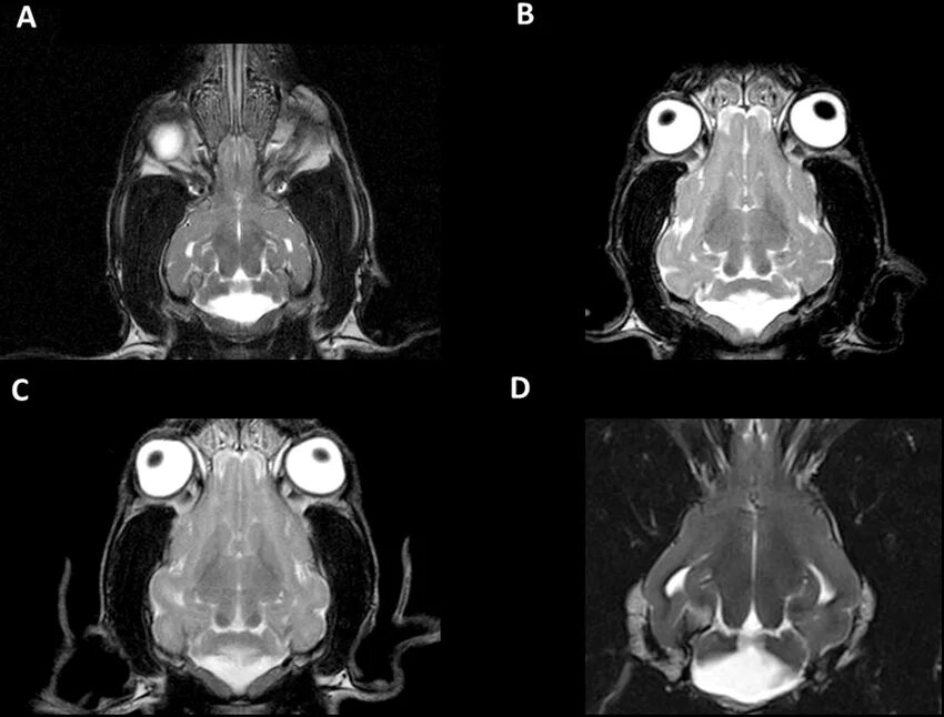 Опухоль мозга у собак. Мрт для животных. Компьютерная томография головы собаки. Мрт животных снимки.