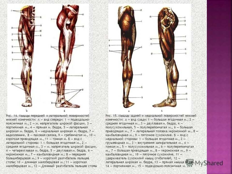 растяжка портняжной мышцы