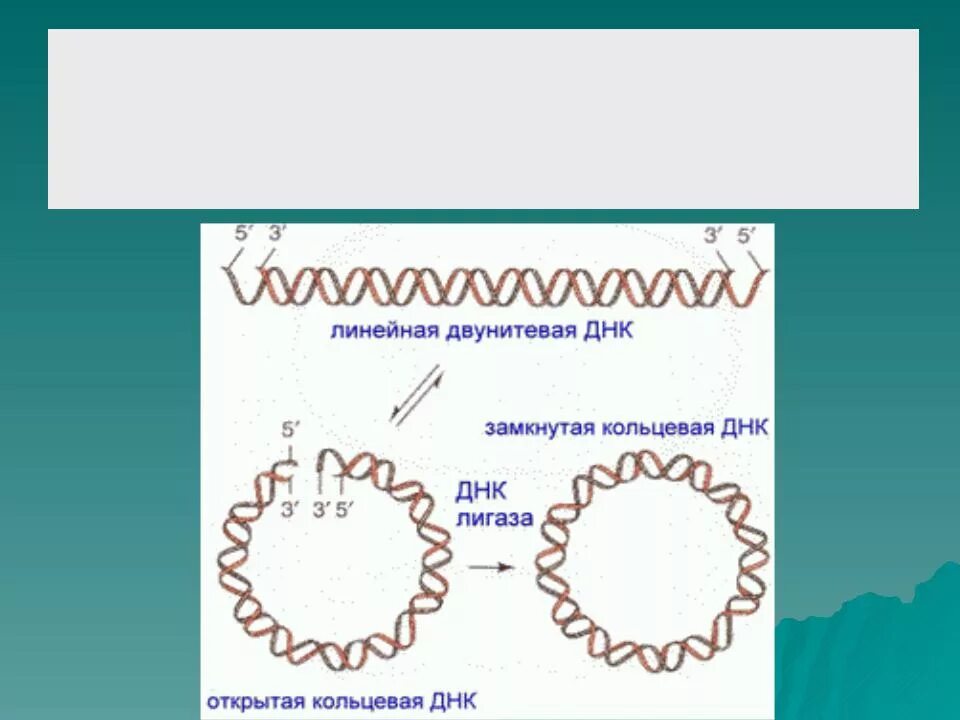 Форма кольцевой днк. Линейное строение ДНК. Кольцевая ДНК строение. Линейная структура ДНК. Линейкнаяи Кольцевая ДНК.